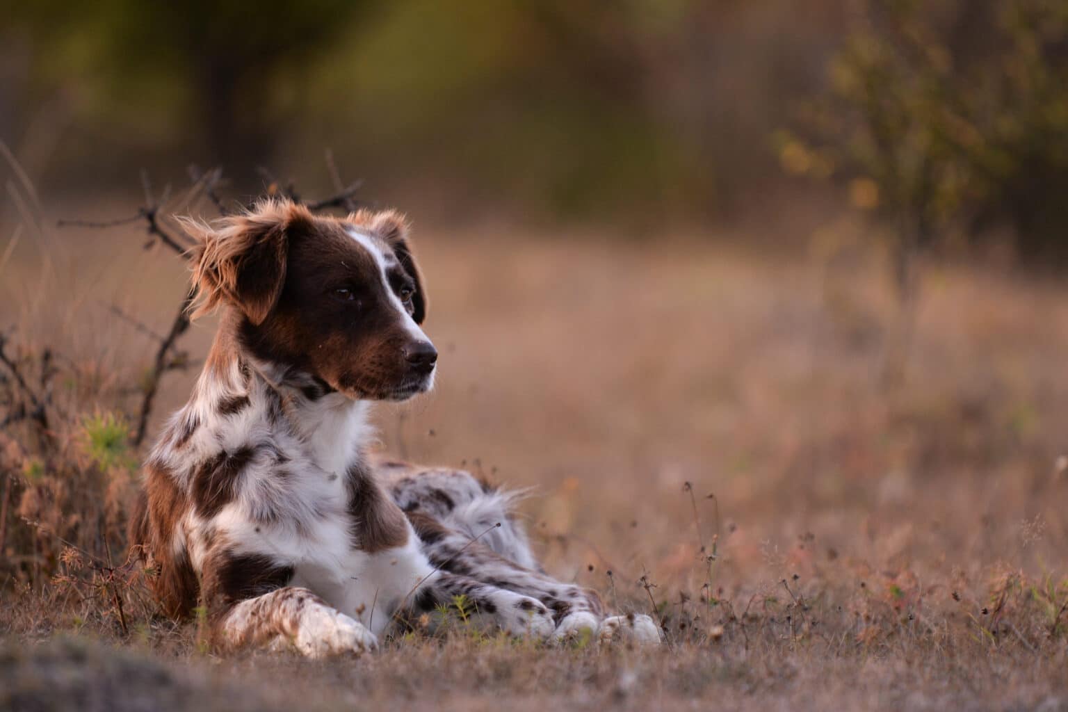 How Much Does Dog Teeth Cleaning Cost?