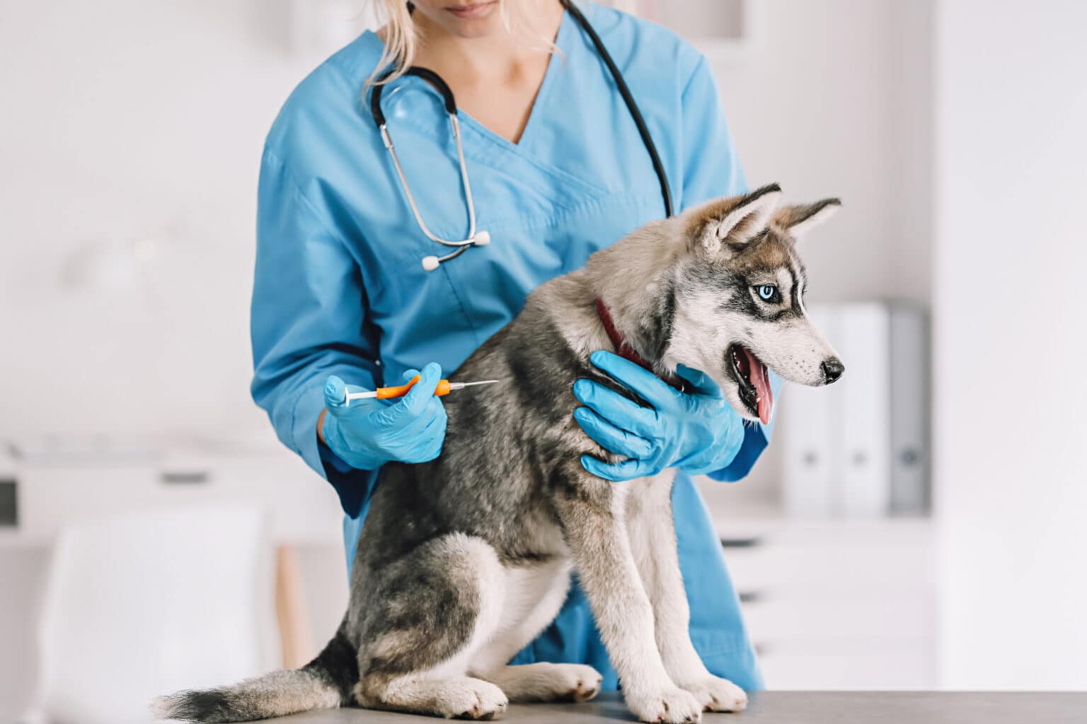 How Much Do Dog Vaccinations Cost?