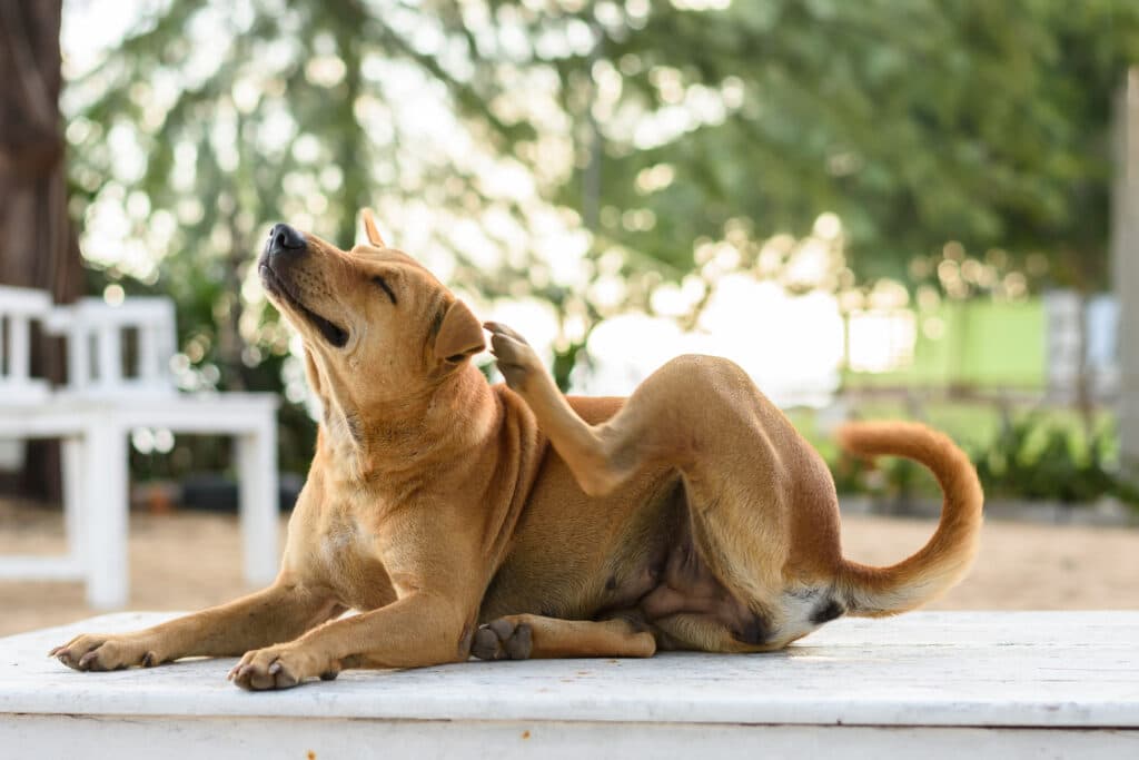 Top Dog Breeder Insurance for 2024 Top Dog Breeder Insurance for 2024
