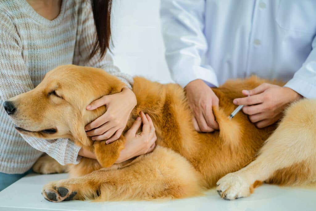 How Much Do Dog Vaccinations Cost?