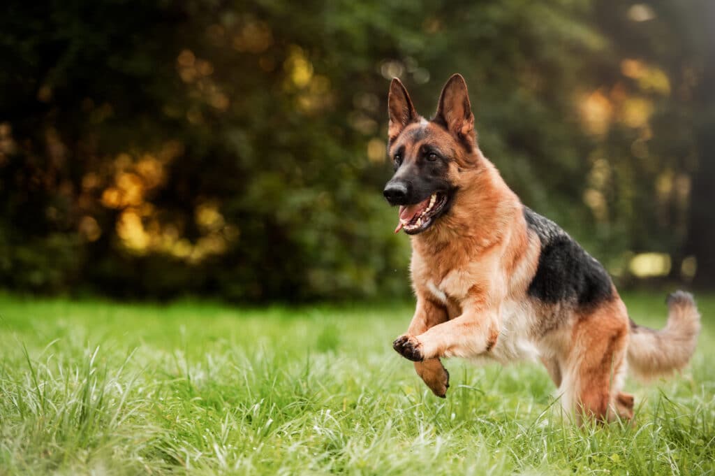 Top Pet Insurance Options for German Shepherds in 2024 Top Pet Insurance Options for German Shepherds in 2024
