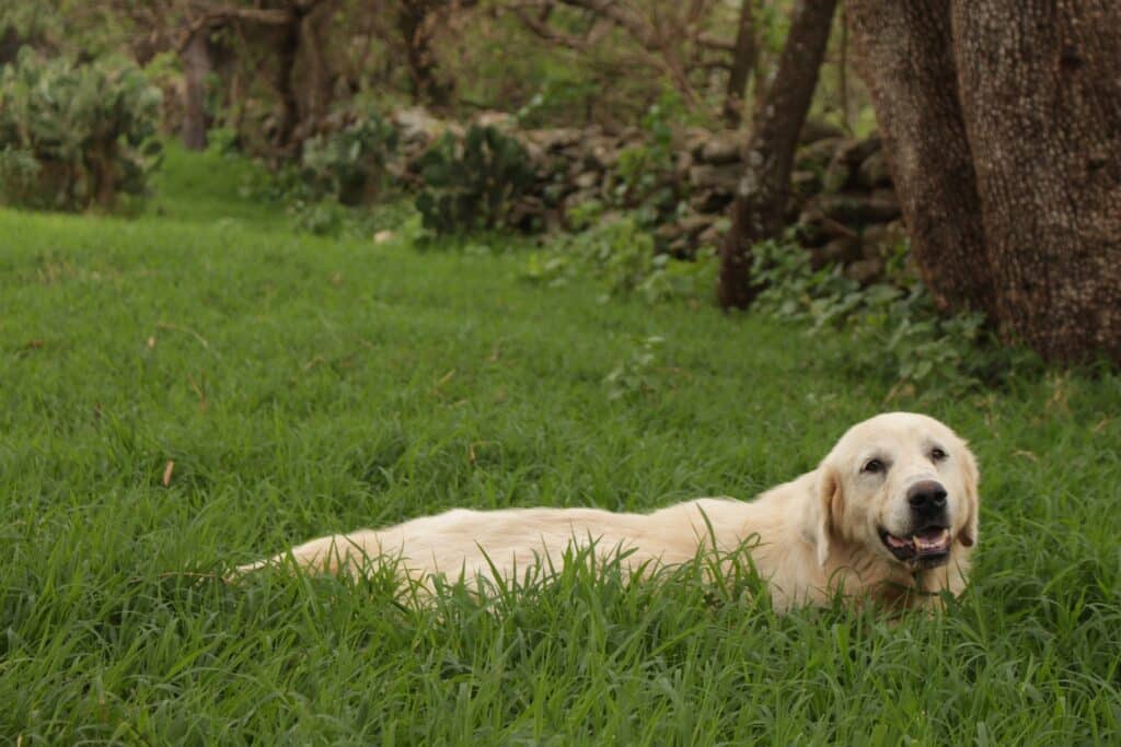 Is Insurance More Necessary for Purebred Dogs Compared to Mixed Breeds? (2024) Is Insurance More Necessary for Purebred Dogs Compared to Mixed Breeds? (2024)