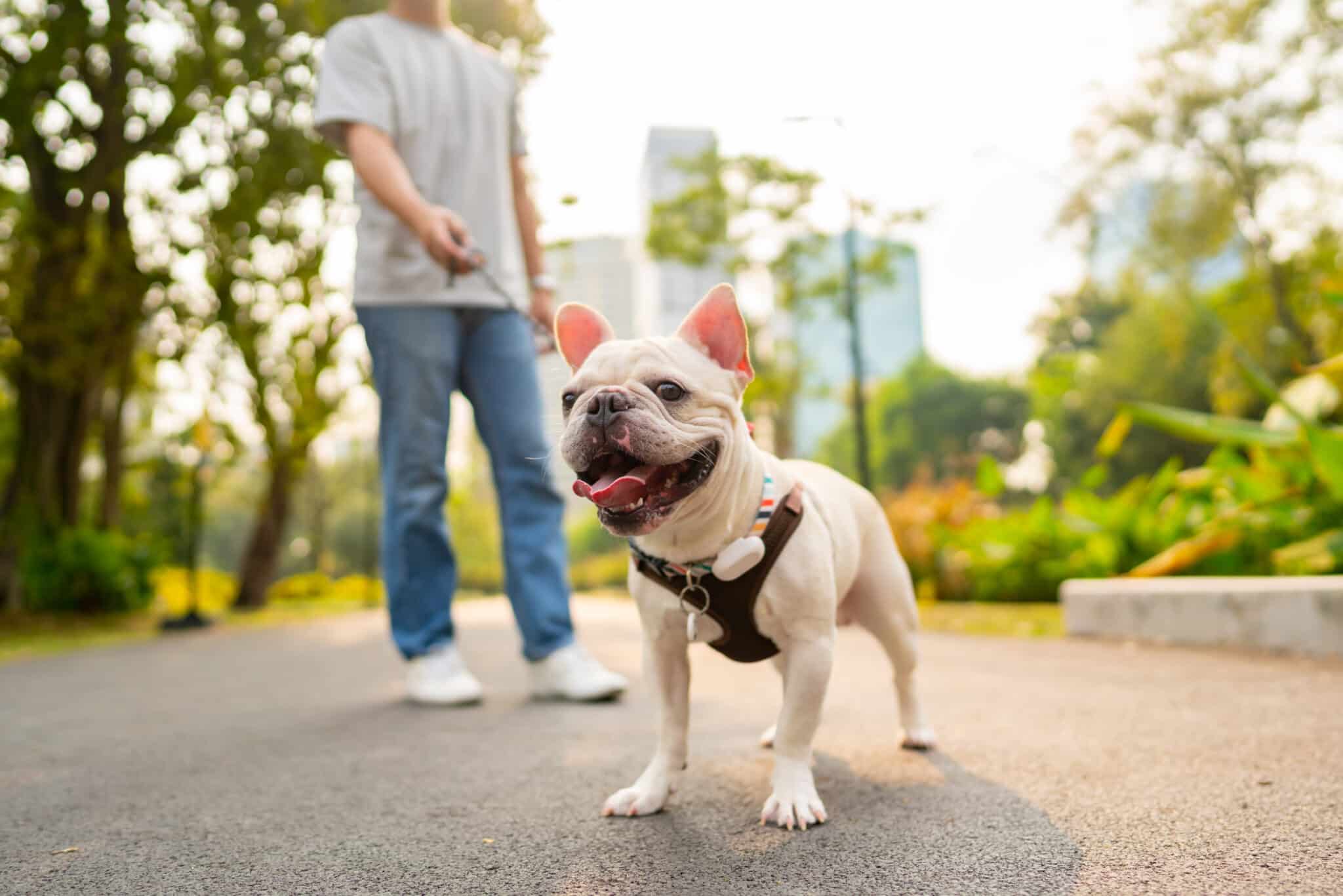 Survey: These Are America's Dog-Friendliest Cities (2024)