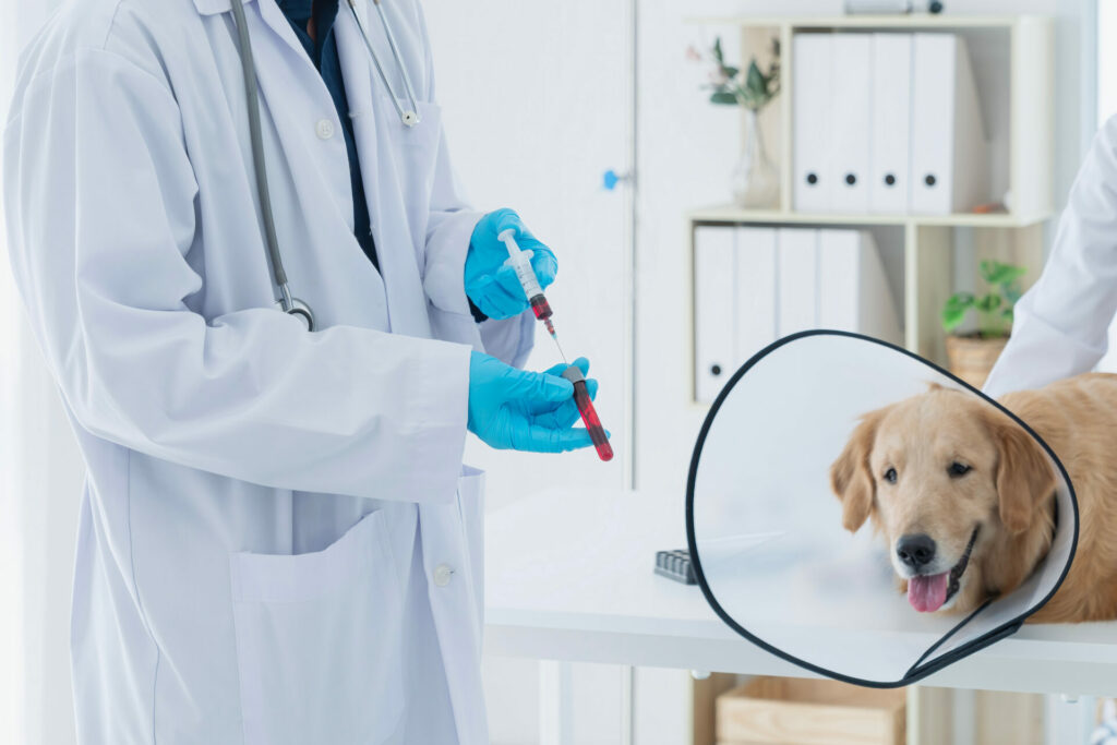 Veterinary. The doctor is testing the Dog is blood for the virus. Veterinarian giving injection to Dog in vet clinic.