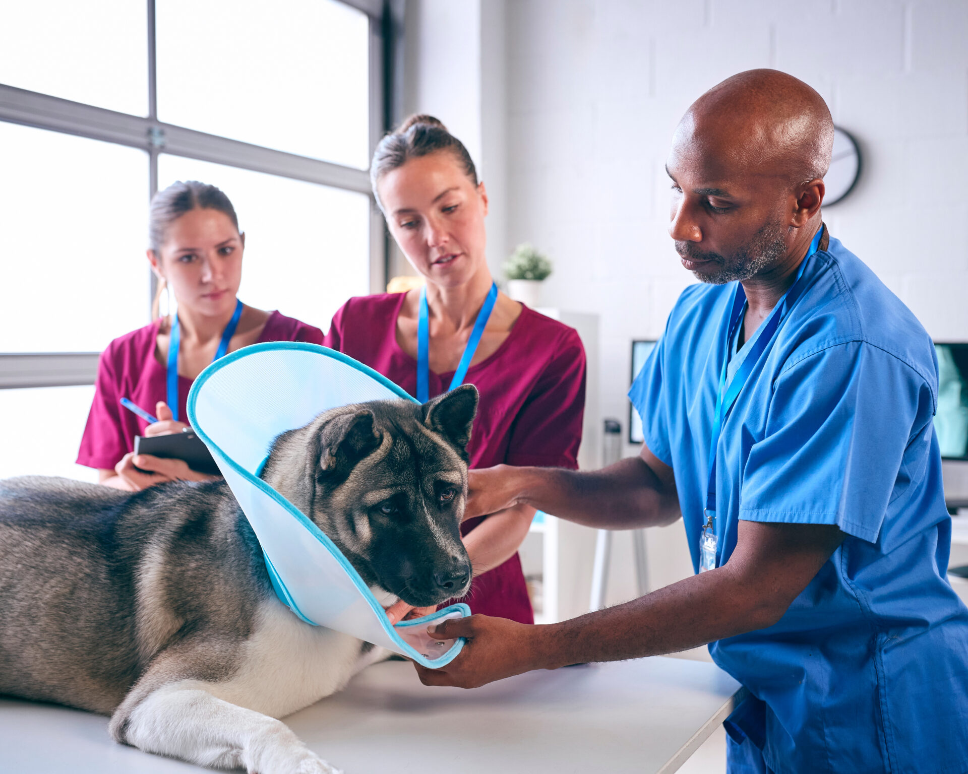 How Much Does Pyometra Dog Surgery Cost?