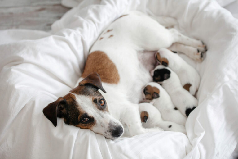 How Much Does a Dog Cesarean Section Cost?