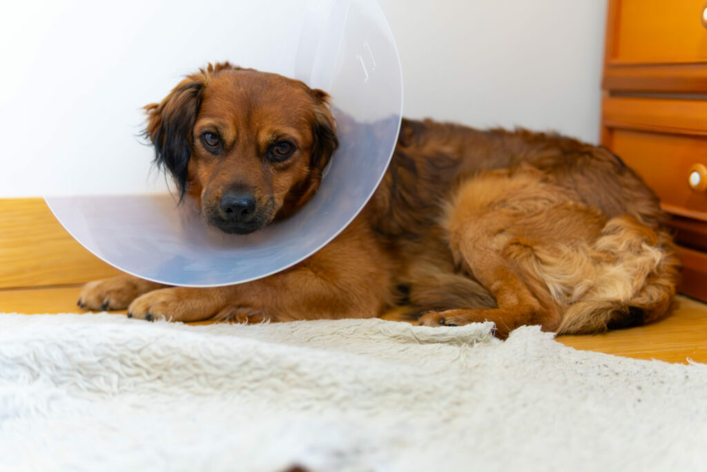 How Much Does It Cost To Spay a Dog?