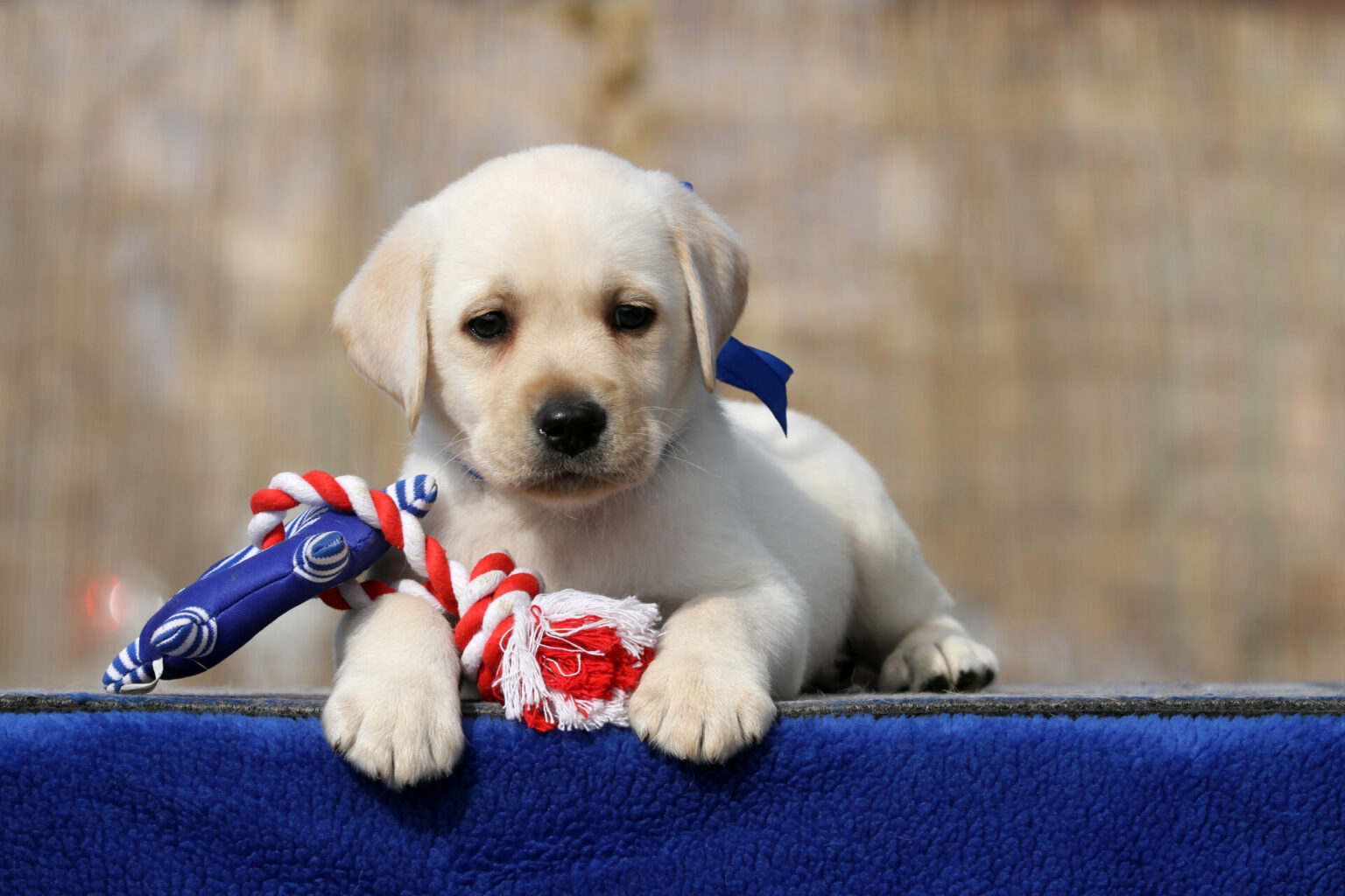 Does Pet Insurance Cover Parvo?