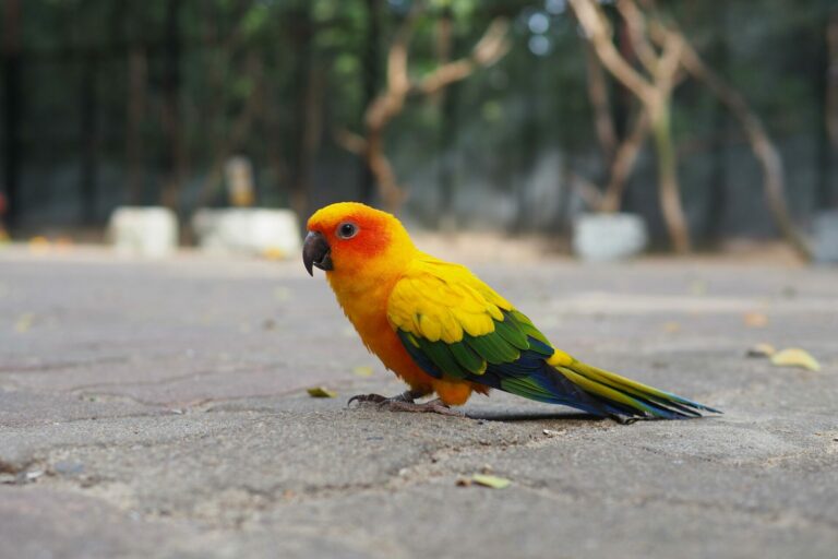 Exotic Pet Insurance What To Know