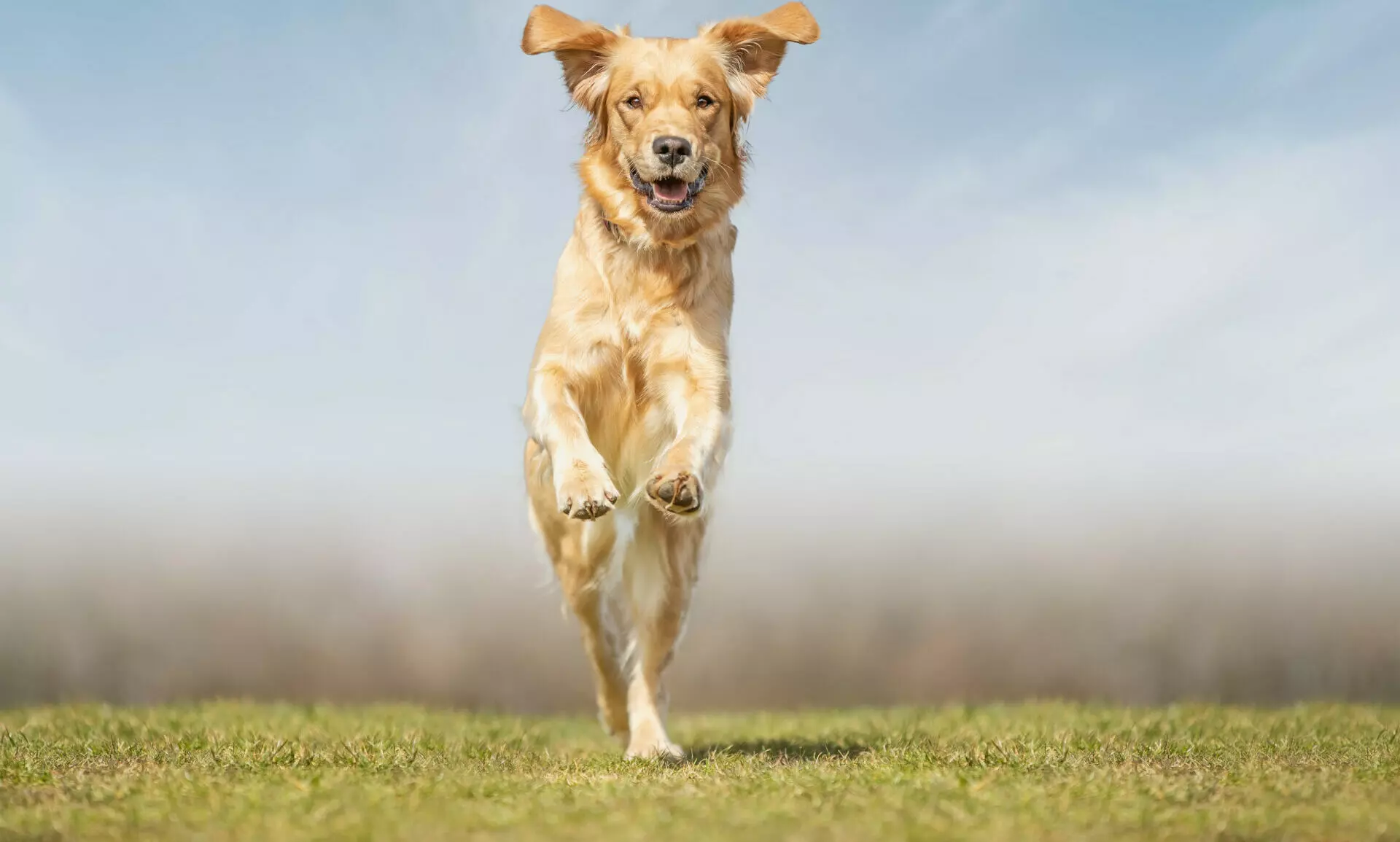 Best Pet Insurance for Dogs in Massachusetts: Top Plans Reviewed