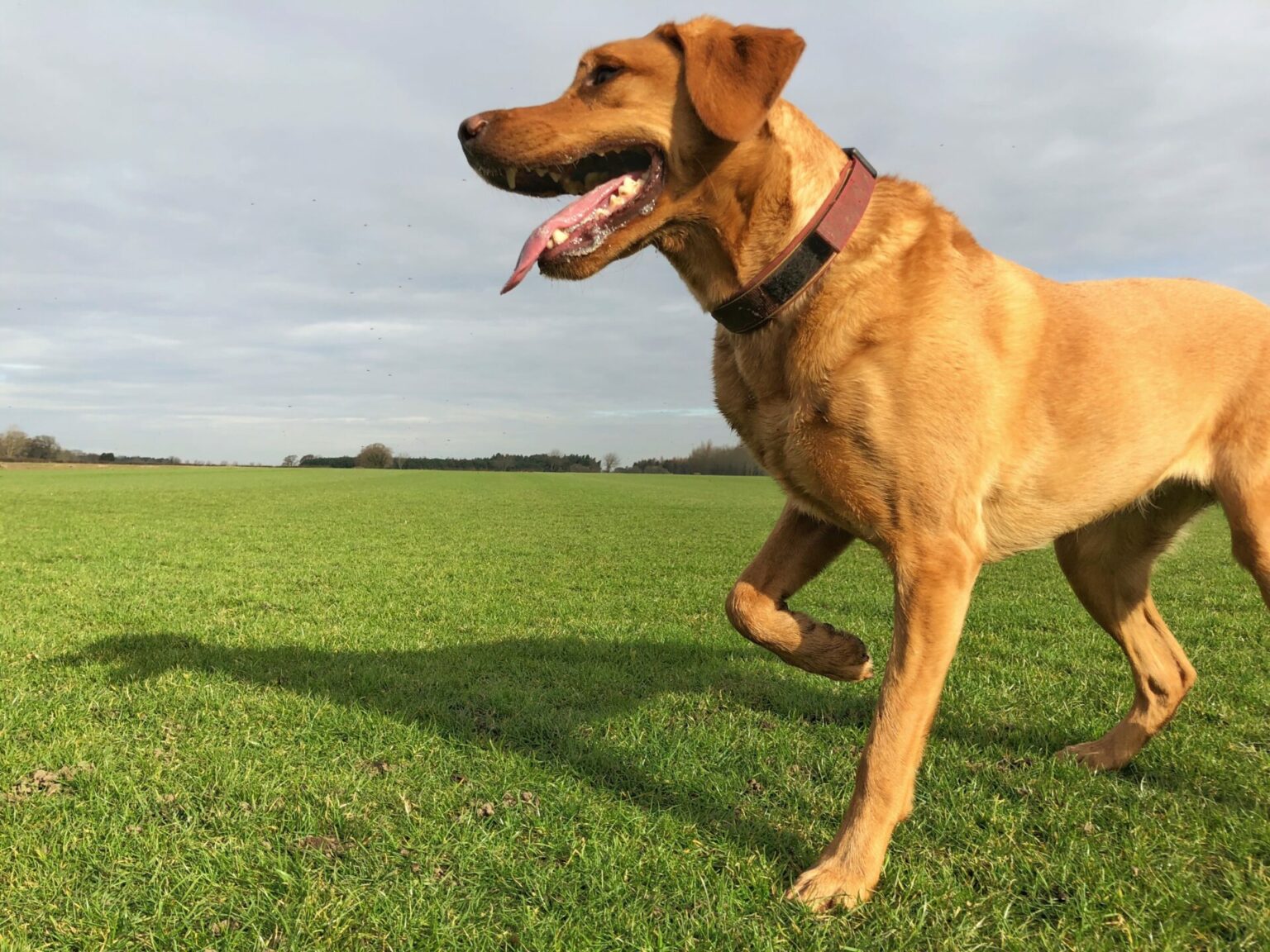 do-all-vets-take-pet-insurance